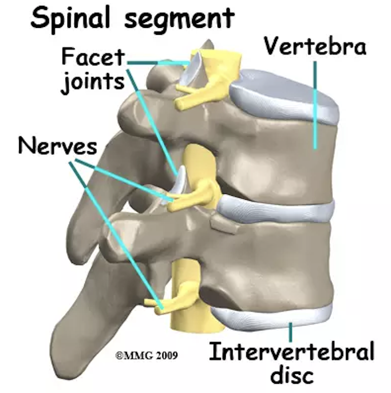 Spine segment